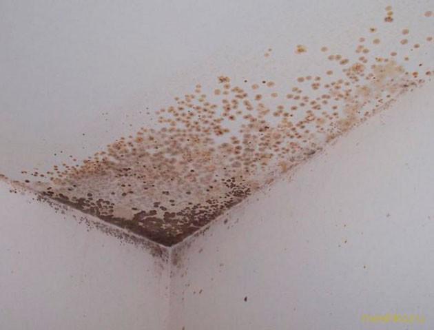 удалить, плесень, потолка удалить, плесень, потолка